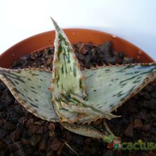 A photo of Aloe somaliensis  