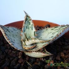 A photo of Aloe somaliensis  