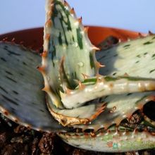 A photo of Aloe somaliensis  