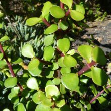 Una foto de Portulacaria afra