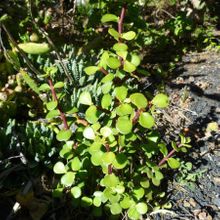 Una foto de Portulacaria afra