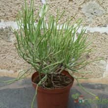 Una foto de Euphorbia aphylla