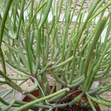 Una foto de Euphorbia aphylla