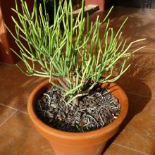 Una foto de Euphorbia aphylla