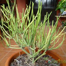 Una foto de Euphorbia aphylla