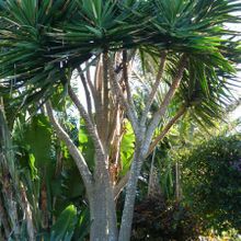 Una foto de Yucca gigantea
