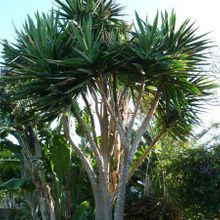 Una foto de Yucca gigantea