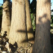 Una foto de Yucca gigantea