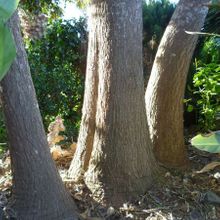 Una foto de Yucca gigantea
