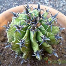 A photo of Ferocactus peninsulae fma. brevispina