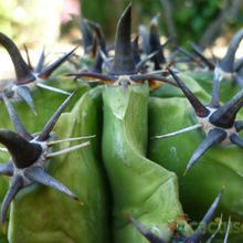 A photo of Ferocactus peninsulae fma. brevispina