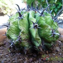 A photo of Ferocactus peninsulae fma. brevispina