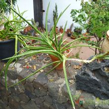A photo of Sansevieria ehrenbergii  