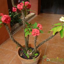 A photo of Euphorbia milii var. splendens