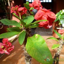 A photo of Euphorbia milii var. splendens