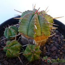 A photo of Euphorbia pulvinata 