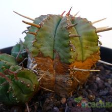 A photo of Euphorbia pulvinata 