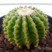 A photo of Echinocactus grusonii