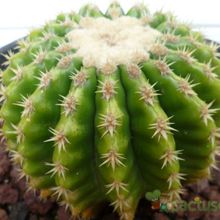 A photo of Echinocactus grusonii
