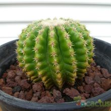 A photo of Echinocactus grusonii