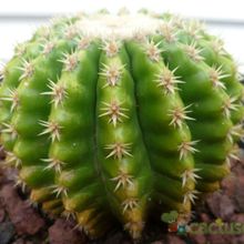 A photo of Echinocactus grusonii