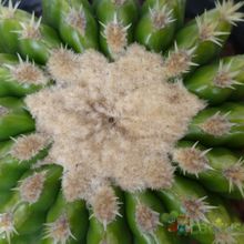 A photo of Echinocactus grusonii