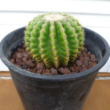 A photo of Echinocactus grusonii