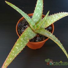 A photo of Aloe sinkatana  
