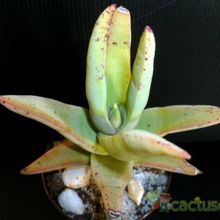 A photo of Crassula perfoliata