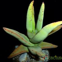 A photo of Crassula perfoliata