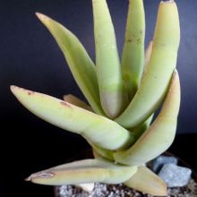 Una foto de Crassula perfoliata