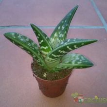 A photo of Aloe variegata