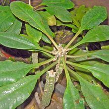 A photo of Euphorbia leuconeura