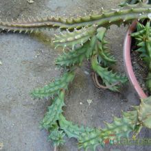 A photo of Huernia hystrix