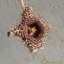 A photo of Huernia hystrix