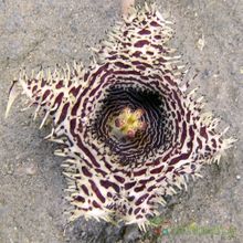 A photo of Huernia hystrix