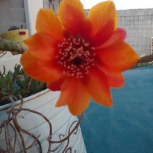 A photo of Austrocylindropuntia verschaffeltii
