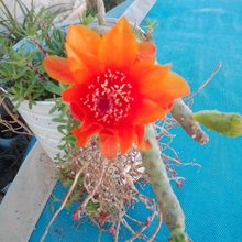 A photo of Austrocylindropuntia verschaffeltii