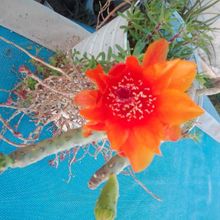 A photo of Austrocylindropuntia verschaffeltii