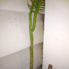 A photo of Austrocylindropuntia verschaffeltii
