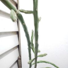A photo of Cylindropuntia leptocaulis
