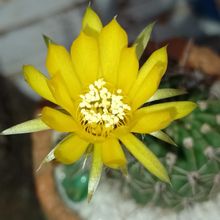 A photo of Echinopsis aurea
