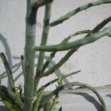 A photo of Cylindropuntia leptocaulis