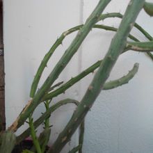 A photo of Cylindropuntia leptocaulis