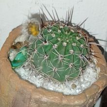 A photo of Echinopsis aurea