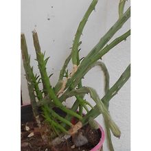 A photo of Cylindropuntia leptocaulis