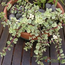 A photo of Portulacaria afra fma. variegada