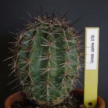 Una foto de Carnegiea gigantea