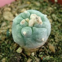 Una foto de Lophophora diffusa
