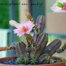 A photo of Echinocereus scheeri var. gentryi